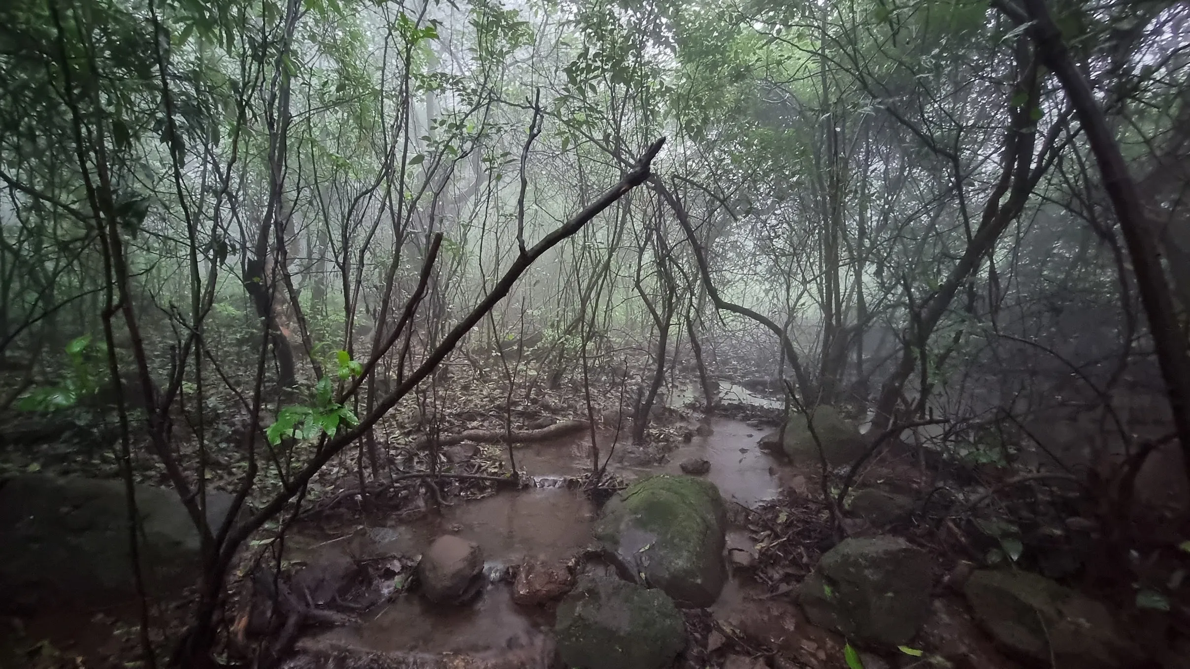 Aadrai Jungle Trek