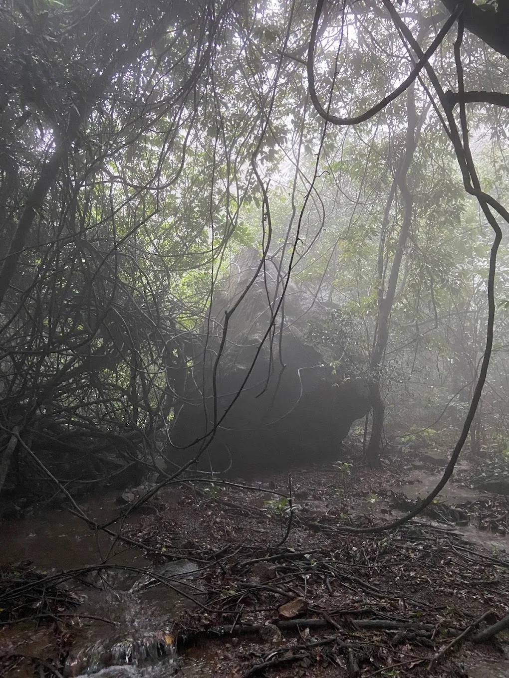 Aadrai Jungle Trek: A Journey Through the Dense Forests