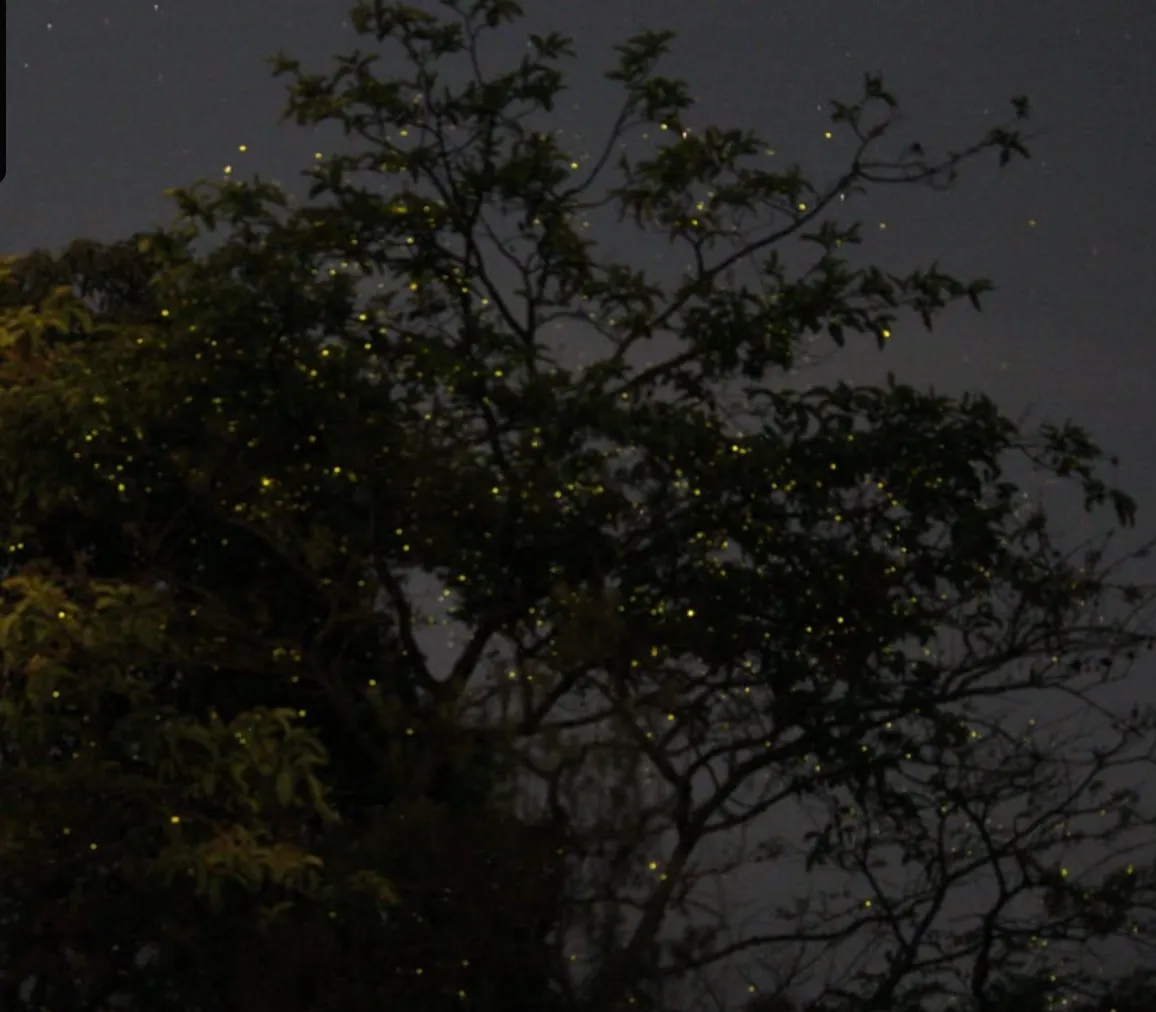 Walking on Stars: The Beauty of the Rajmachi Fireflies Trek